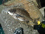 DSCF0137.jpg