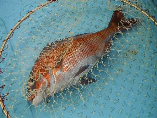 DSCF0529.jpg