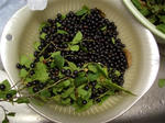 moriinokurabu_R005.jpg