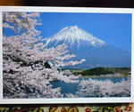 桜咲く富士山
