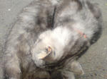 猫2