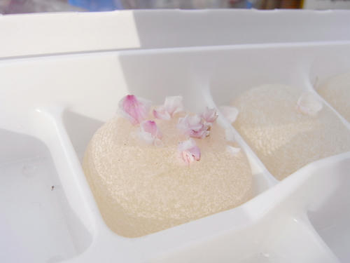 hanami03.jpg