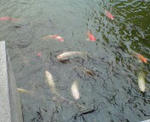 DSC00221.JPG