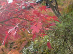 DSC00453.JPG