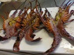 DSC00539.JPG