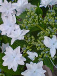 DSC02154.JPG