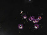 capture_00002.JPG