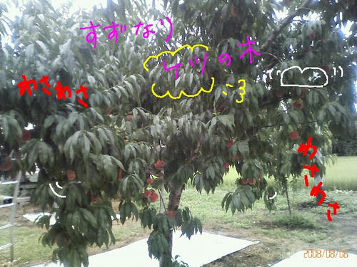 200808061159000.jpg