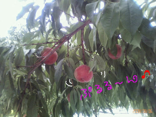 200808061203000.jpg