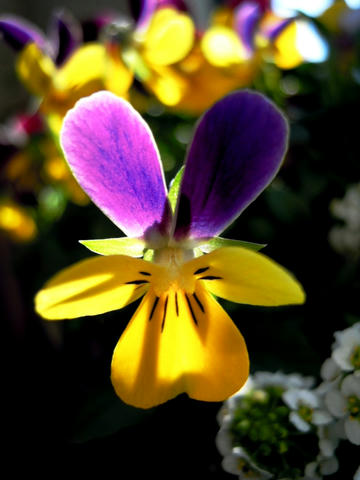 a8b06a61.JPG