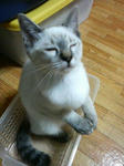 sadaharu.jpg