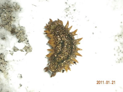 2011-01-20-002 白老港 ナマコ