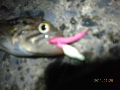 2011-07-29-005 石狩港 ソイ