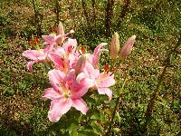 P1000979.jpg