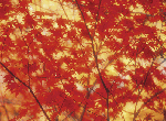 d84b5105.gif