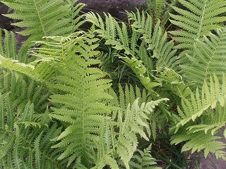 P9160090.jpg