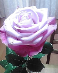 8059586d.JPG