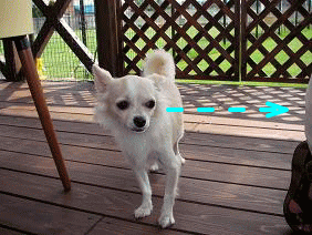 imagekotachannji.gif
