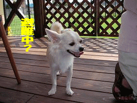 imagekotachannkakure.gif