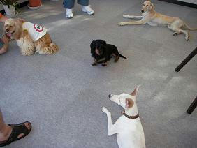 dogguranndesuga1.JPG