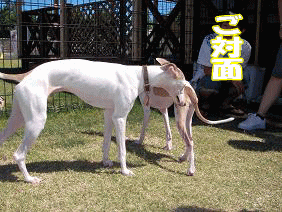 image8-11-1.gif