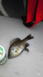 Gill.jpg