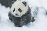 panda.JPG