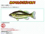 51cm.JPG