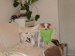 inu.JPG