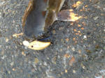 IMG_1825.jpg
