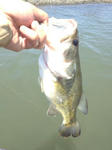 IMG_2393.jpg