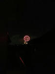 chohanabi.jpg