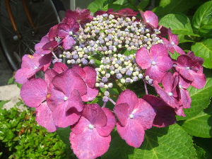 0706270045.JPG