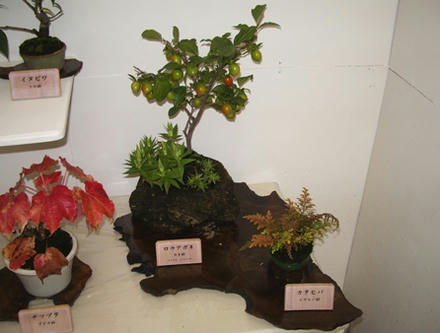 ミニ盆栽展1