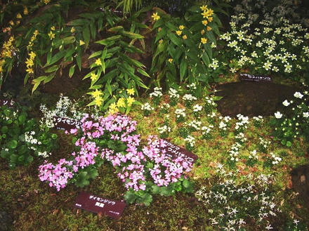 山野草展３