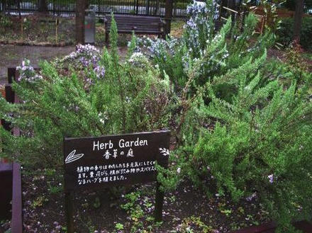 香草の庭のハーブ