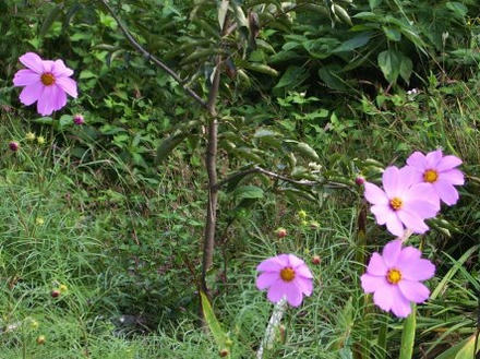 箱根の森おかだコスモス