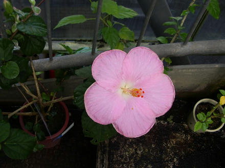 芙蓉