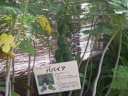 パパイア