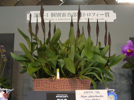 らん展個別審査部門3