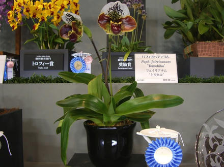 らん展個別審査部門4