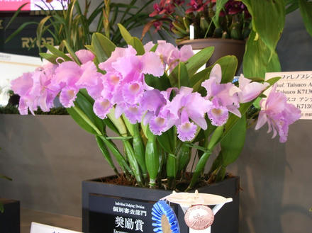 らん展個別審査部門5