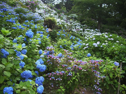 花菖蒲まつり２