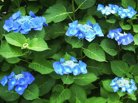花菖蒲まつり３