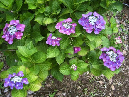 花菖蒲まつり４