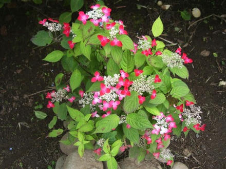 花菖蒲まつり５