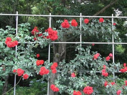 バラ花壇2