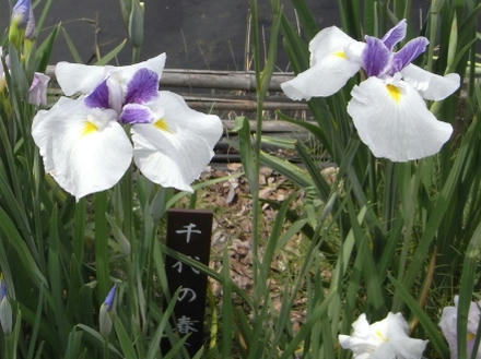 修景池の花菖蒲