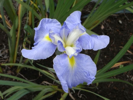 ウッドデッキの花菖蒲1