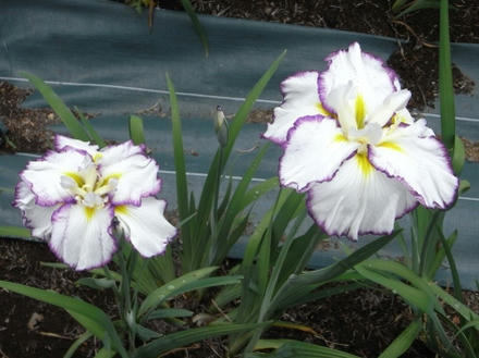 ウッドデッキの花菖蒲2